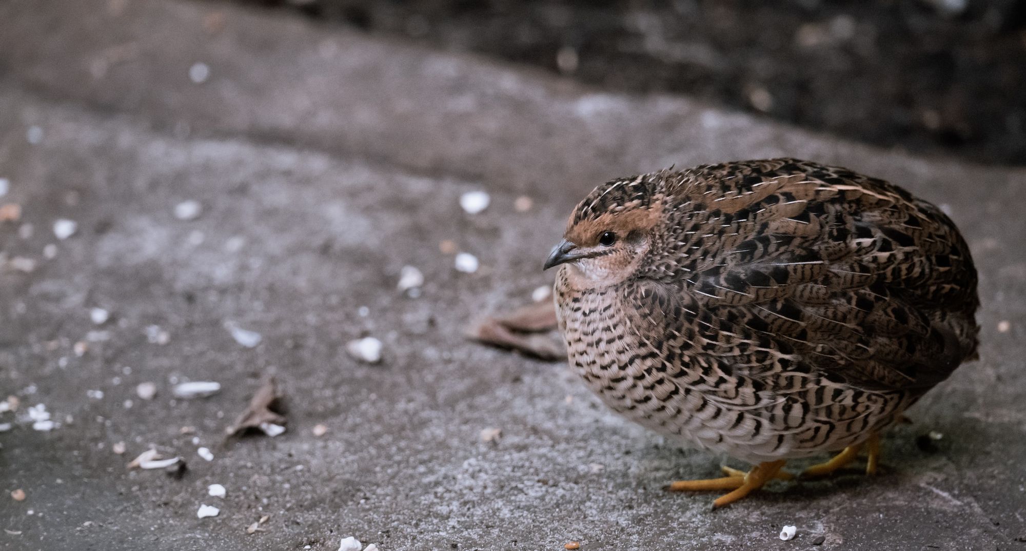 japanese quail