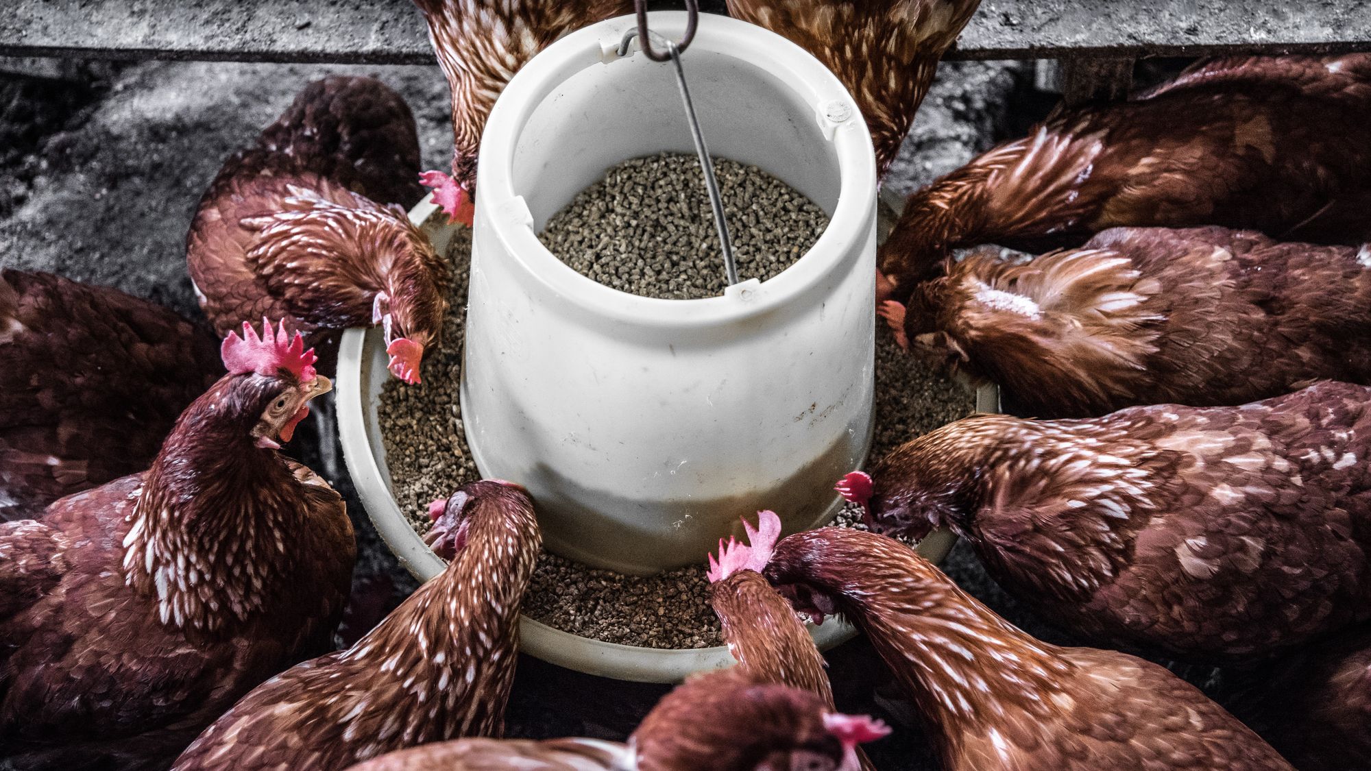 chickens eating at feeder Backyard Chicken Keeping: Tips for Raising Hens in Rooster-Restricted Areas