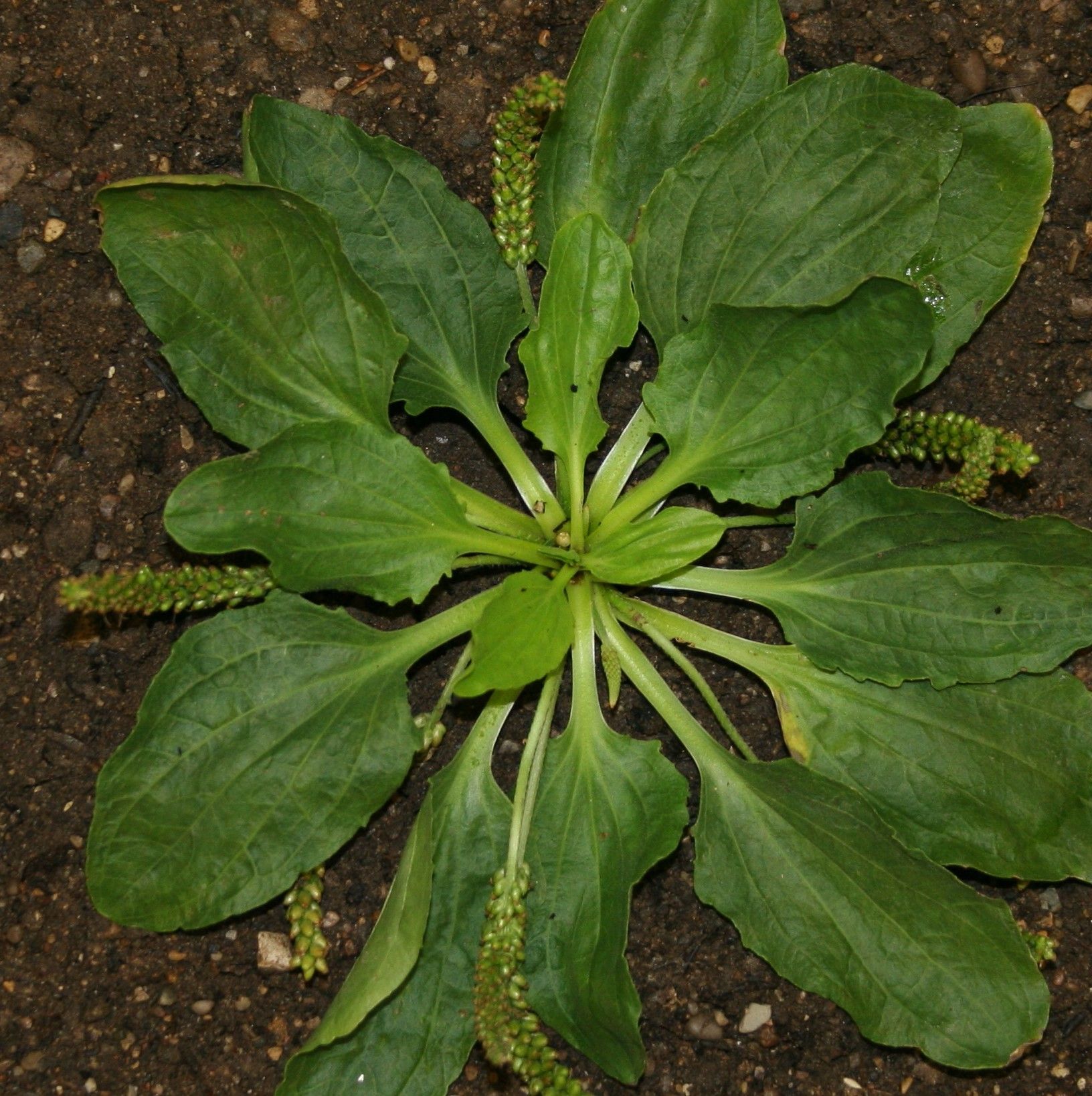 plantain plant