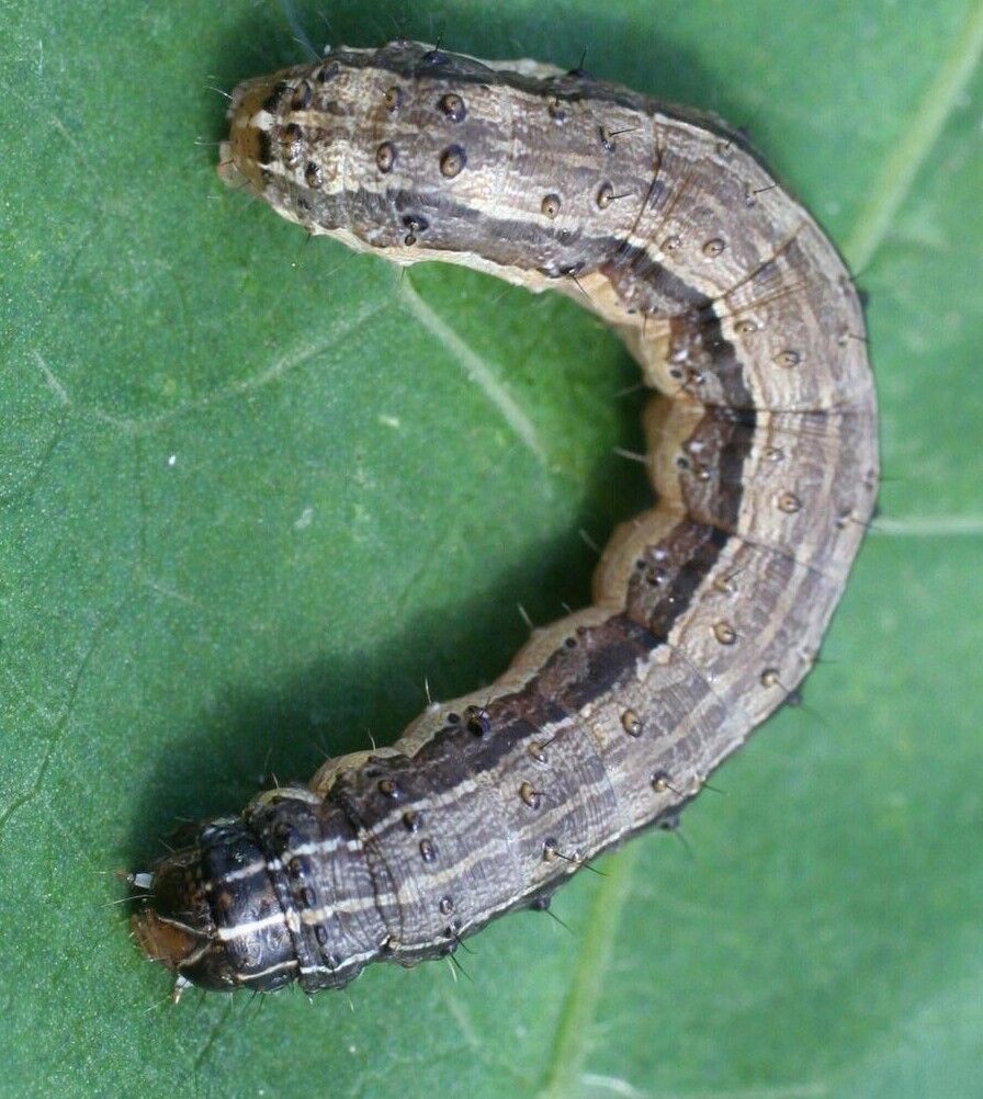 fall army worm caterpillar on leaf https://extension.unh.edu/resource/european-corn-borer-fact-sheet