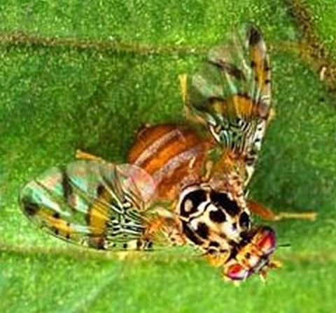 Mediterranean fruit fly on leaf https://extension.unh.edu/resource/european-corn-borer-fact-sheet