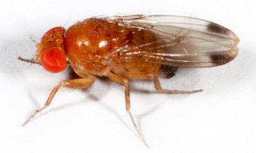 spotted wing drosophila fly https://extension.unh.edu/resource/european-corn-borer-fact-sheet