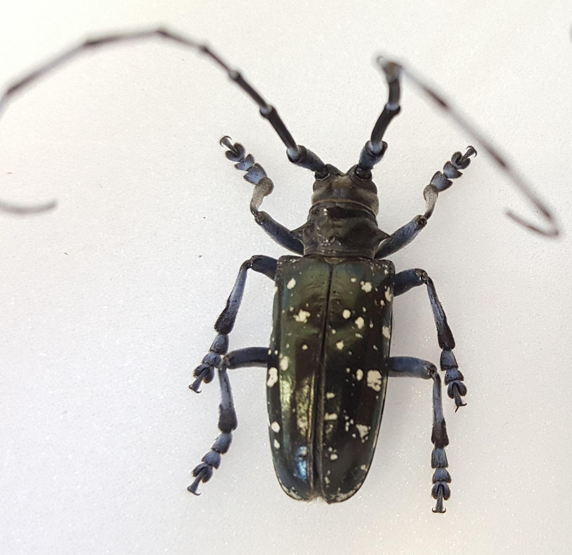 asian longhorn beetle https://extension.unh.edu/resource/european-corn-borer-fact-sheet