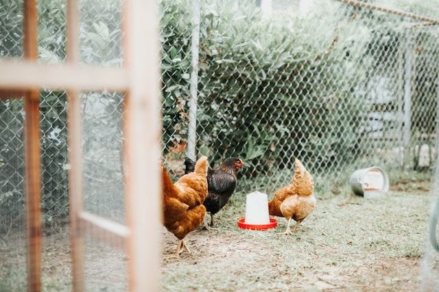 chickens in a fenced run