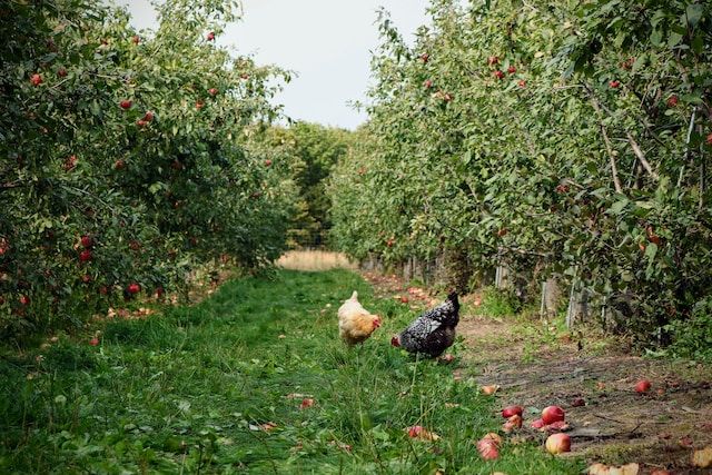 chickens in orchard