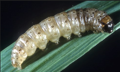 corn borer worm