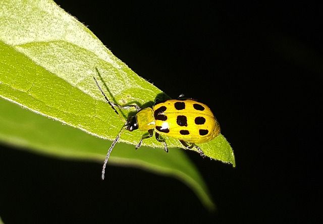 Cucumber Beetle How to Successfully Grow Pumpkins and Achieve Giant Results