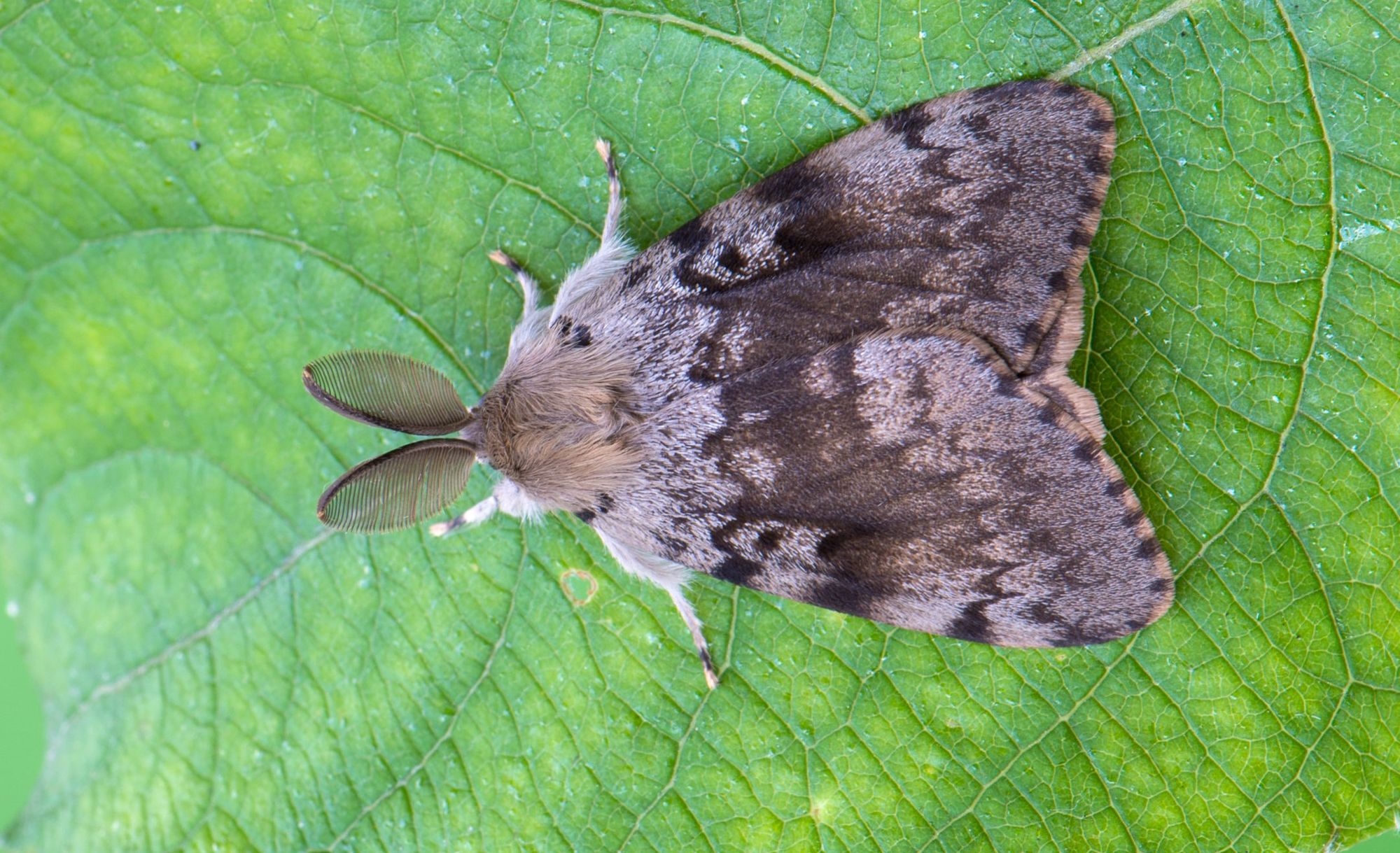 gypsy moth on leaf https://extension.unh.edu/resource/european-corn-borer-fact-sheet