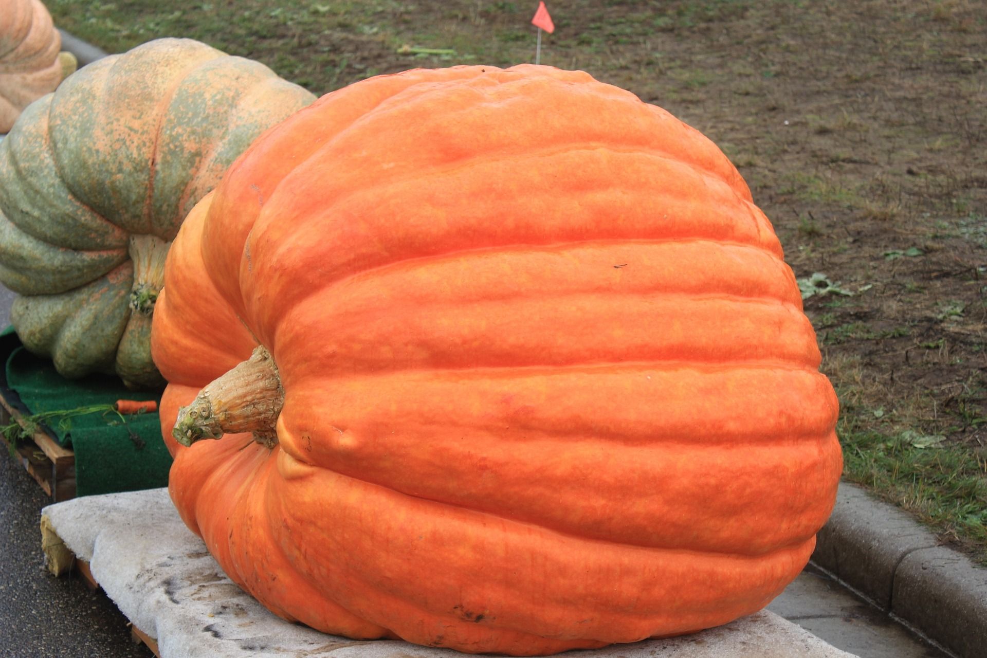 giant pumpkin How to Successfully Grow Pumpkins and Achieve Giant Results