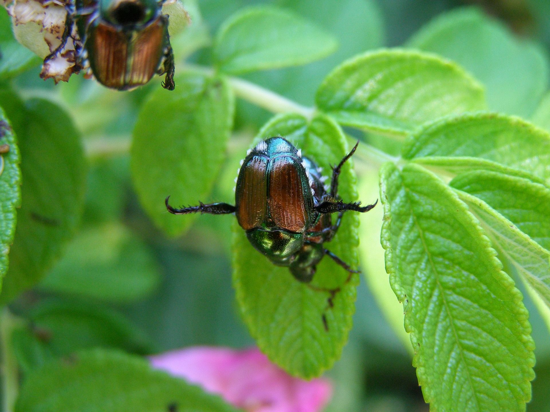 japanese beetles on leaf https://extension.unh.edu/resource/european-corn-borer-fact-sheet