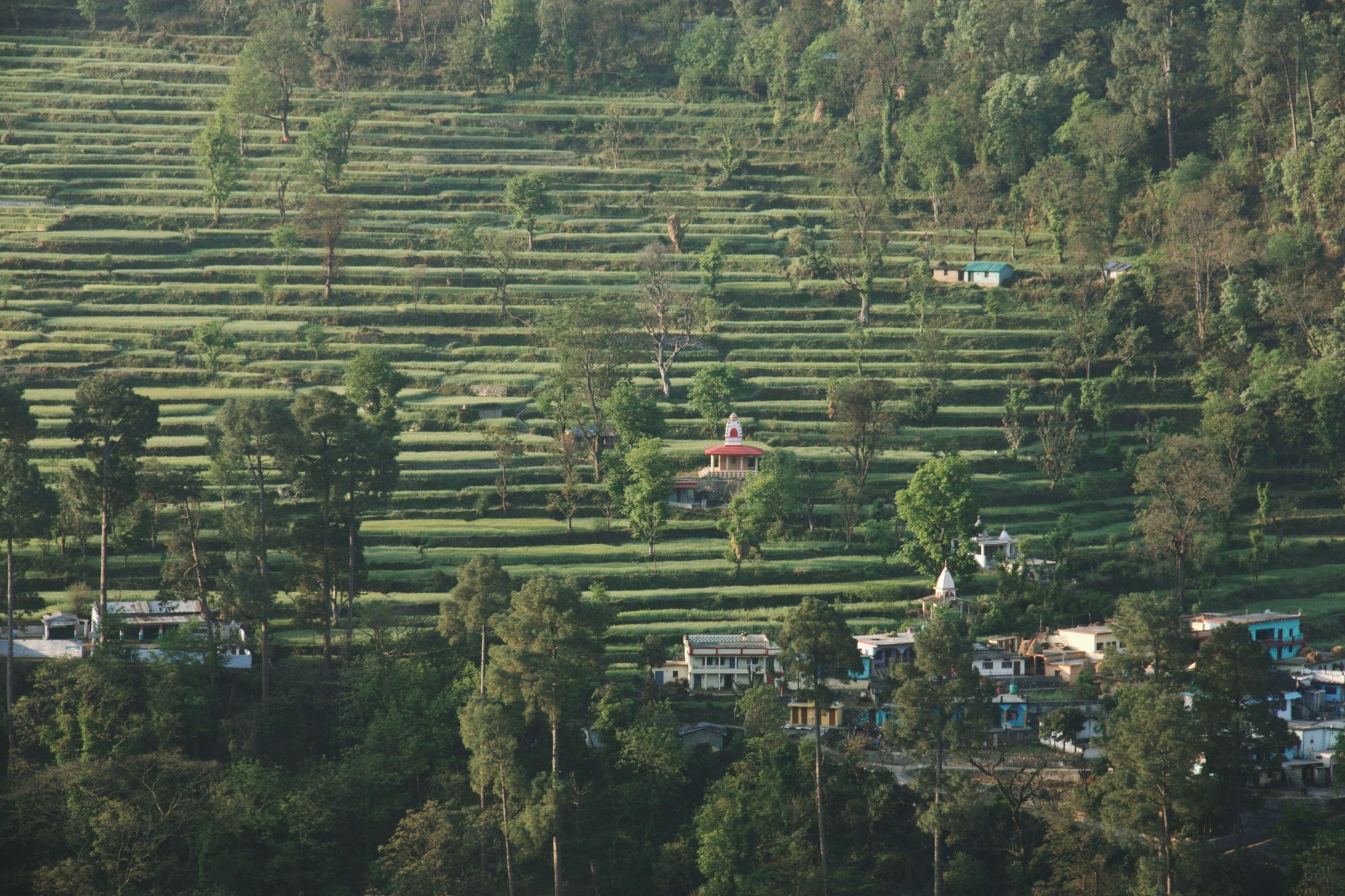 hillside of terraces