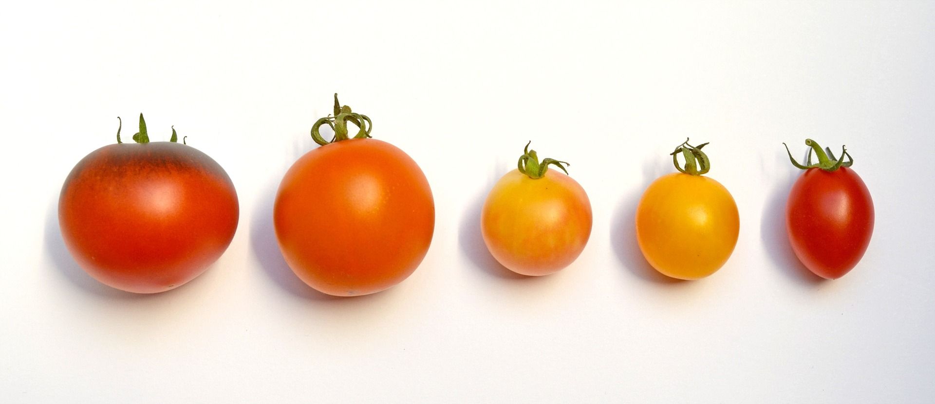 different colored tomatoes