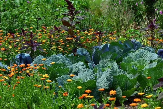 mixed garden of vegetables and flowers