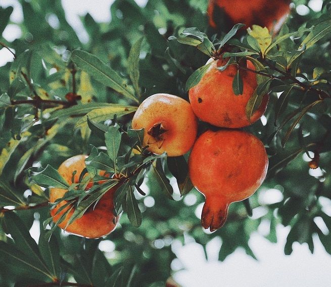 persimmons on tree