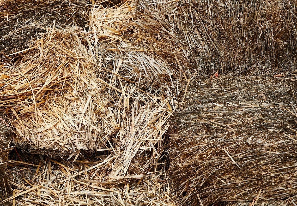 The Pros and Cons of Straw Bale Gardening Tips for Success