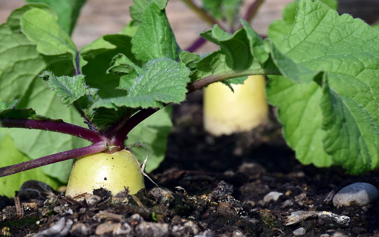 Comprehensive Guide to Planting and Growing Aerifi Radish Seeds Using