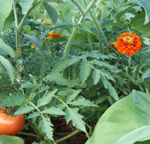 tomato and marigold plants