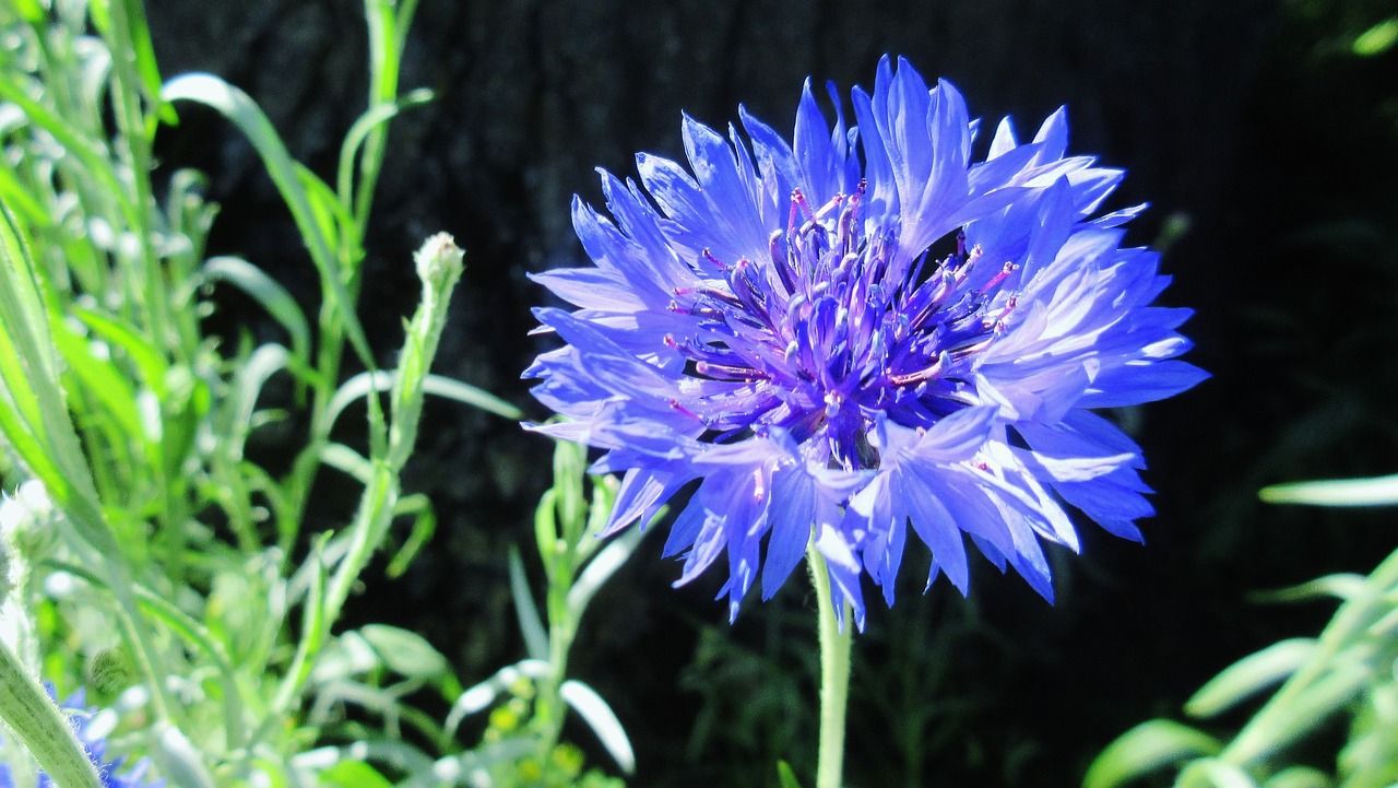 Growing Cornflowers, or Bachelor Buttons, in Your Garden - Travis