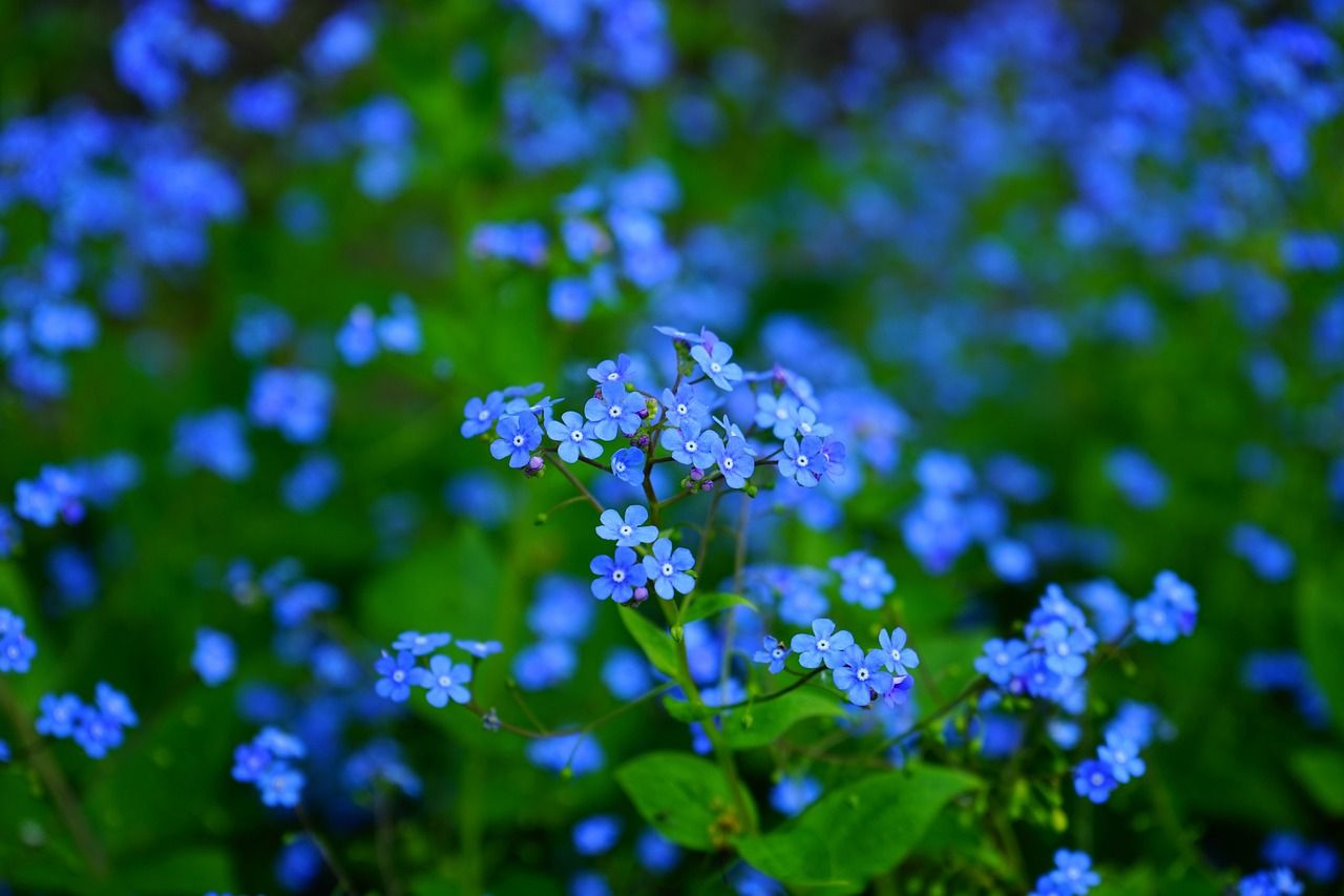 Forget-me-not: How to Grow and Care with Success
