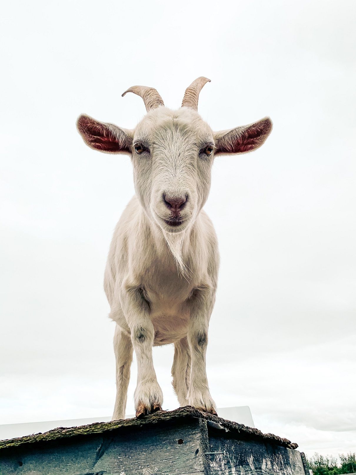 goat standing on object