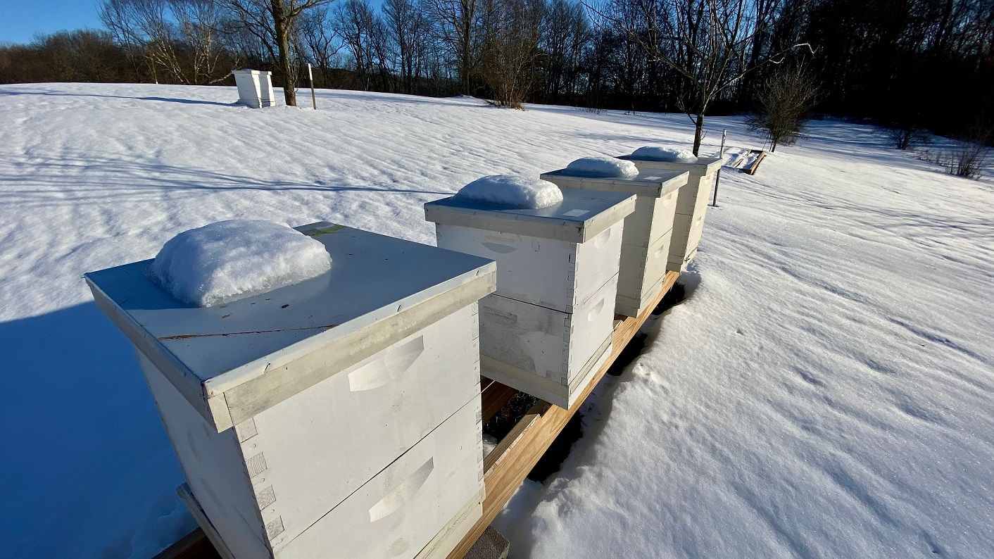 beehives in snow