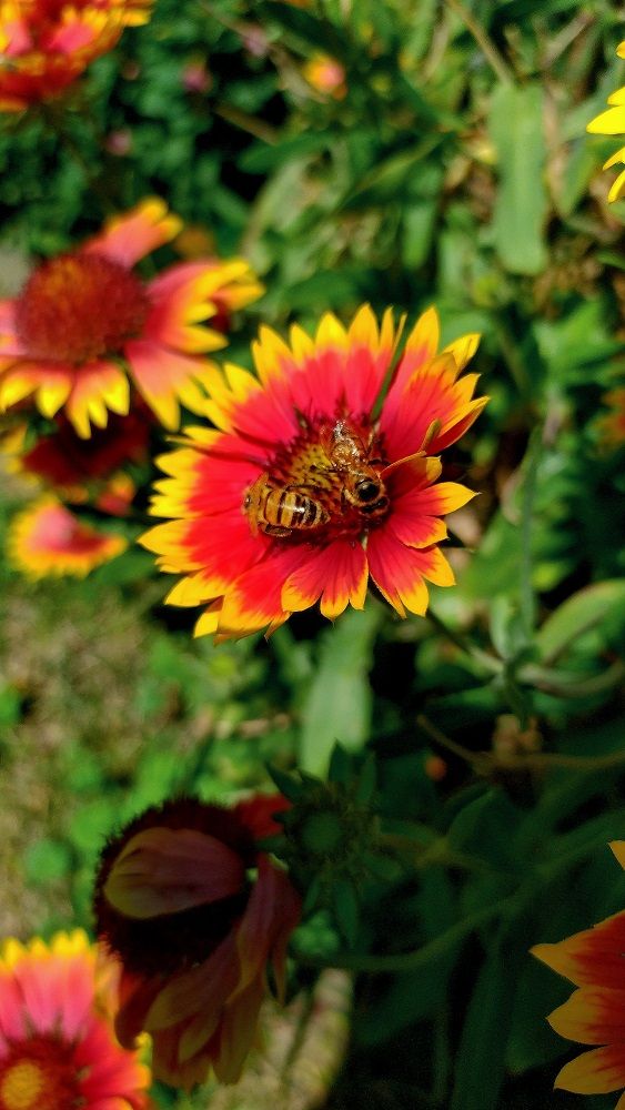 bees on flower