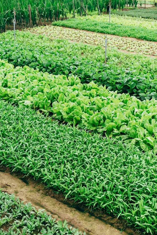 thick rows of greens growing