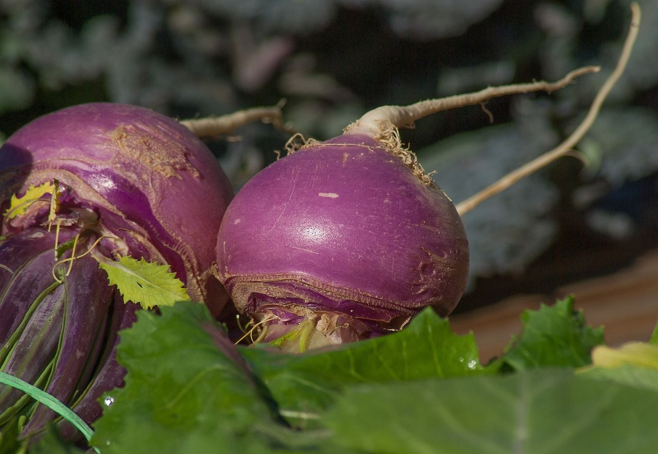 Growing Turnips Tips for Planting and Care