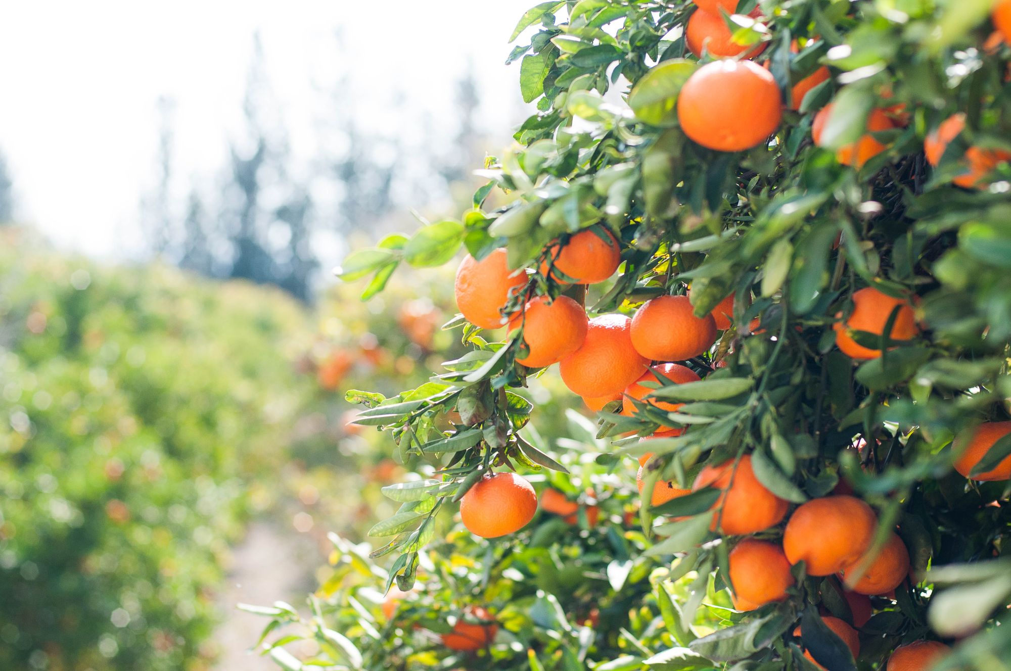 oranges on a fruit tree 10 Benefits of Growing a Backyard Fruit Tree Orchard