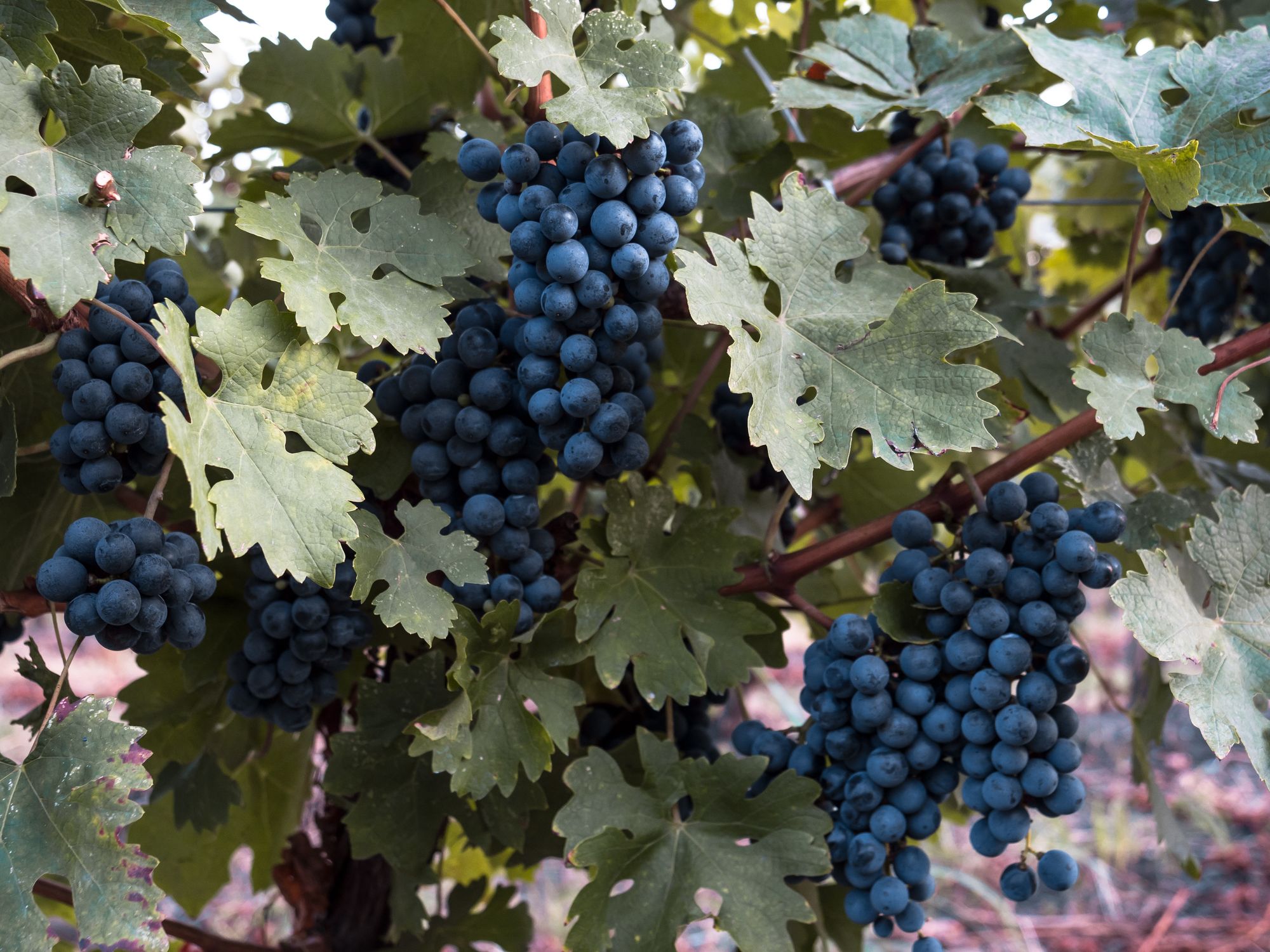 grapes on a vine From Grape to Glass: Tips for Growing Your Own Backyard Vineyard
