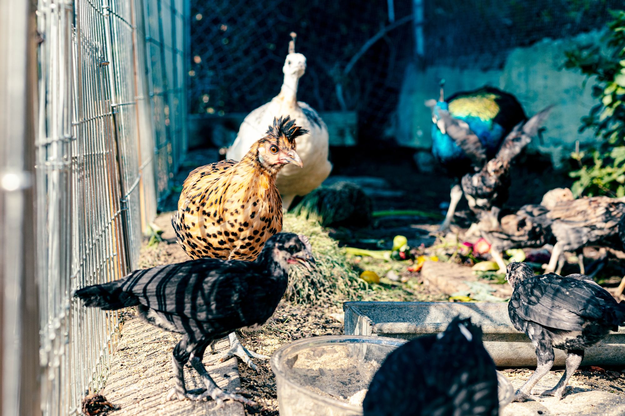 chickens in enclosure Maximizing Your Space: The Benefits of Raising Your Own Food in Small Areas