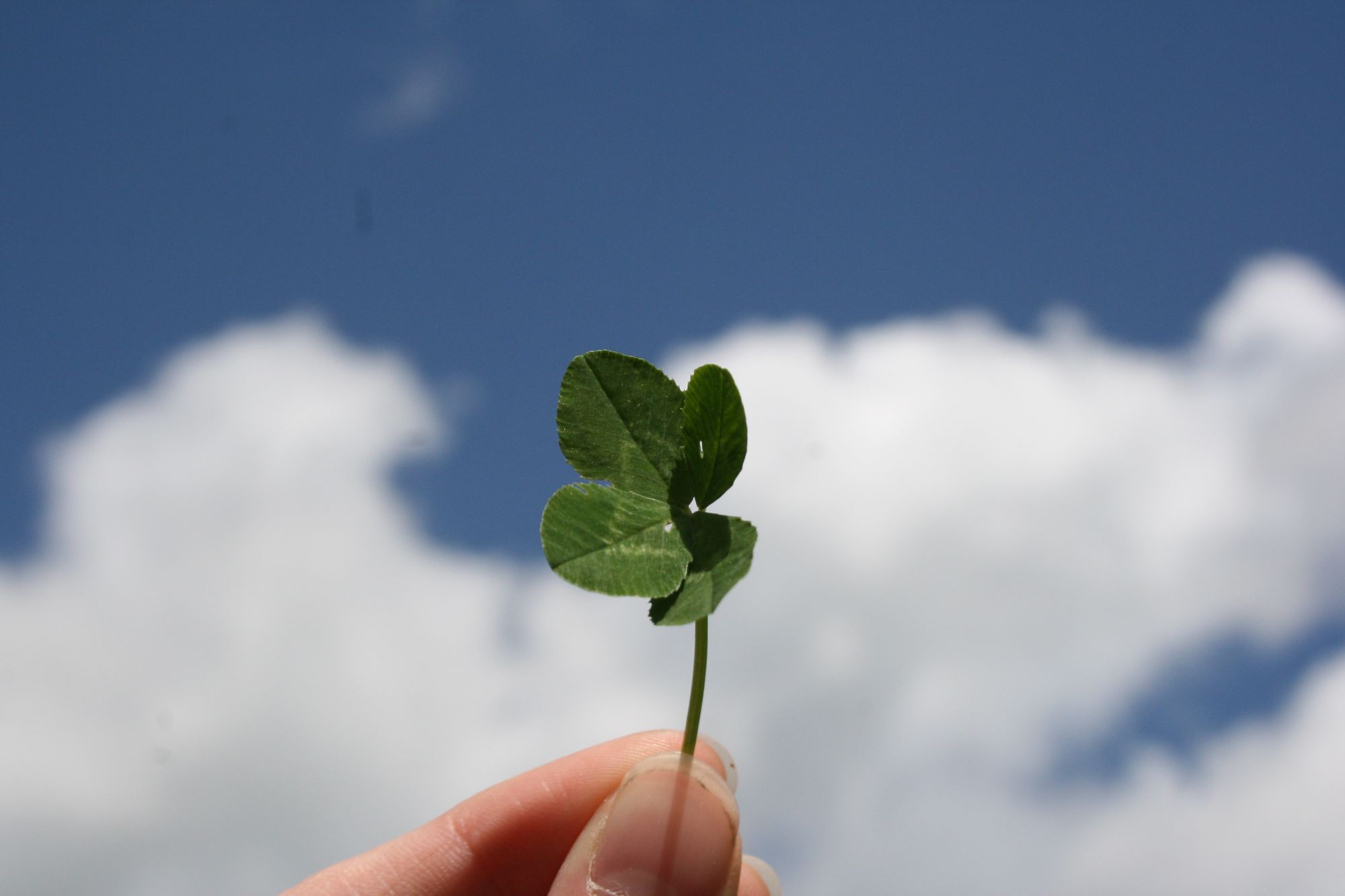 clover plant held in the air Why Clover is the Unsung Hero of Your Lawn