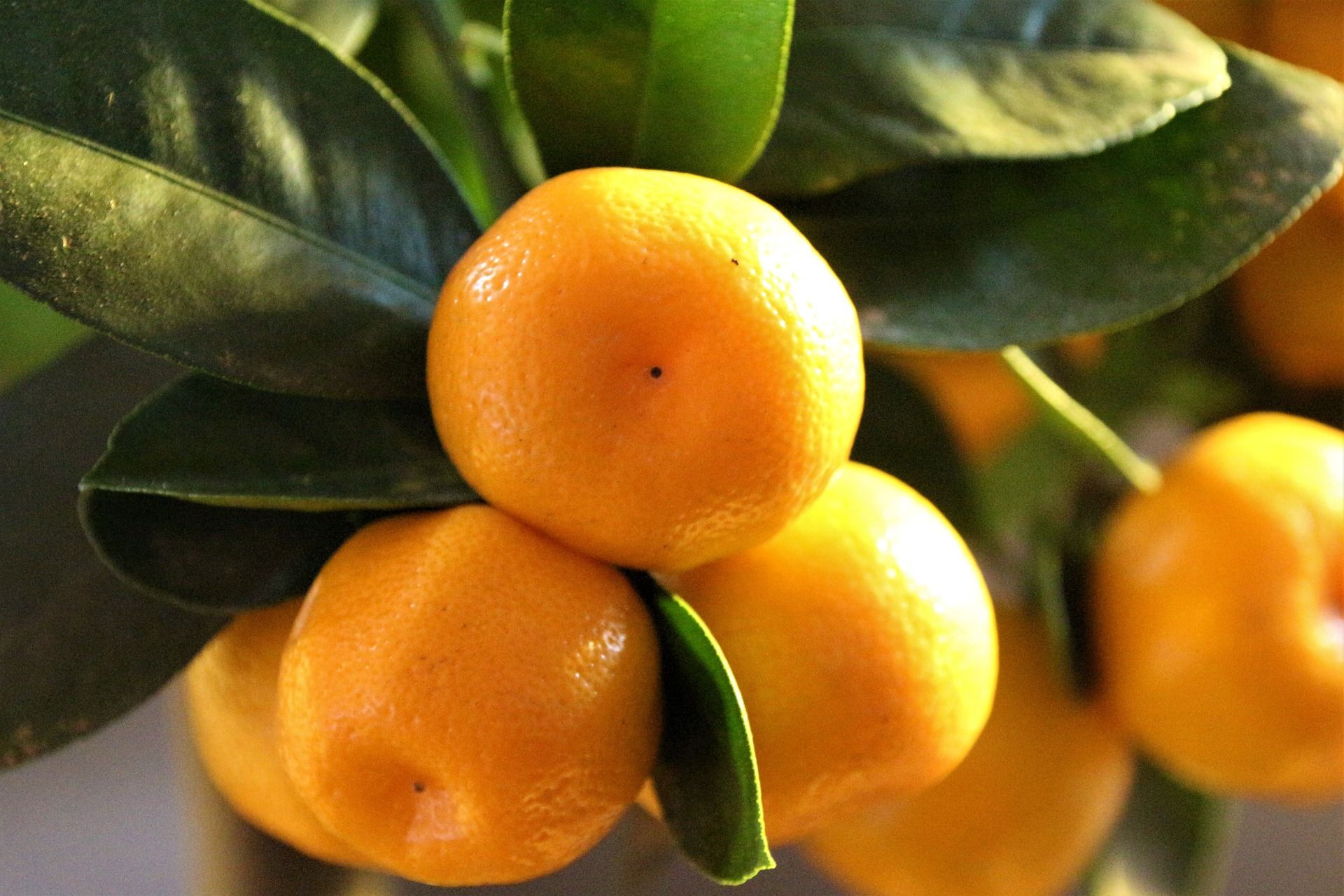 Growing Citrus Trees in USDA Zone 7: Tips and Tricks for Cold Hardy Fruit Production