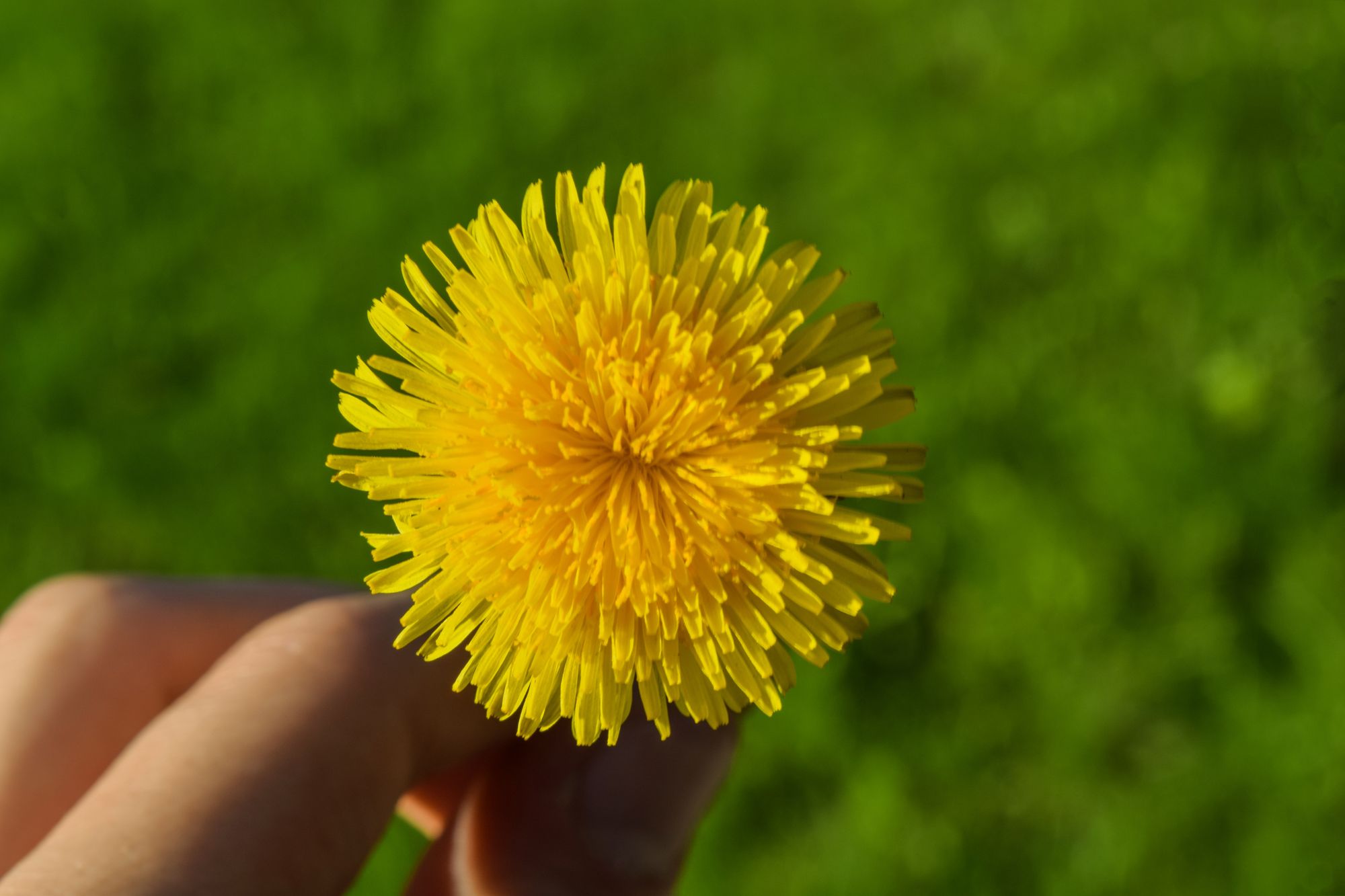 dandelion flower Dandelion Delights: Maximizing Your Garden's Potential with Nature's Unassuming Powerhouse