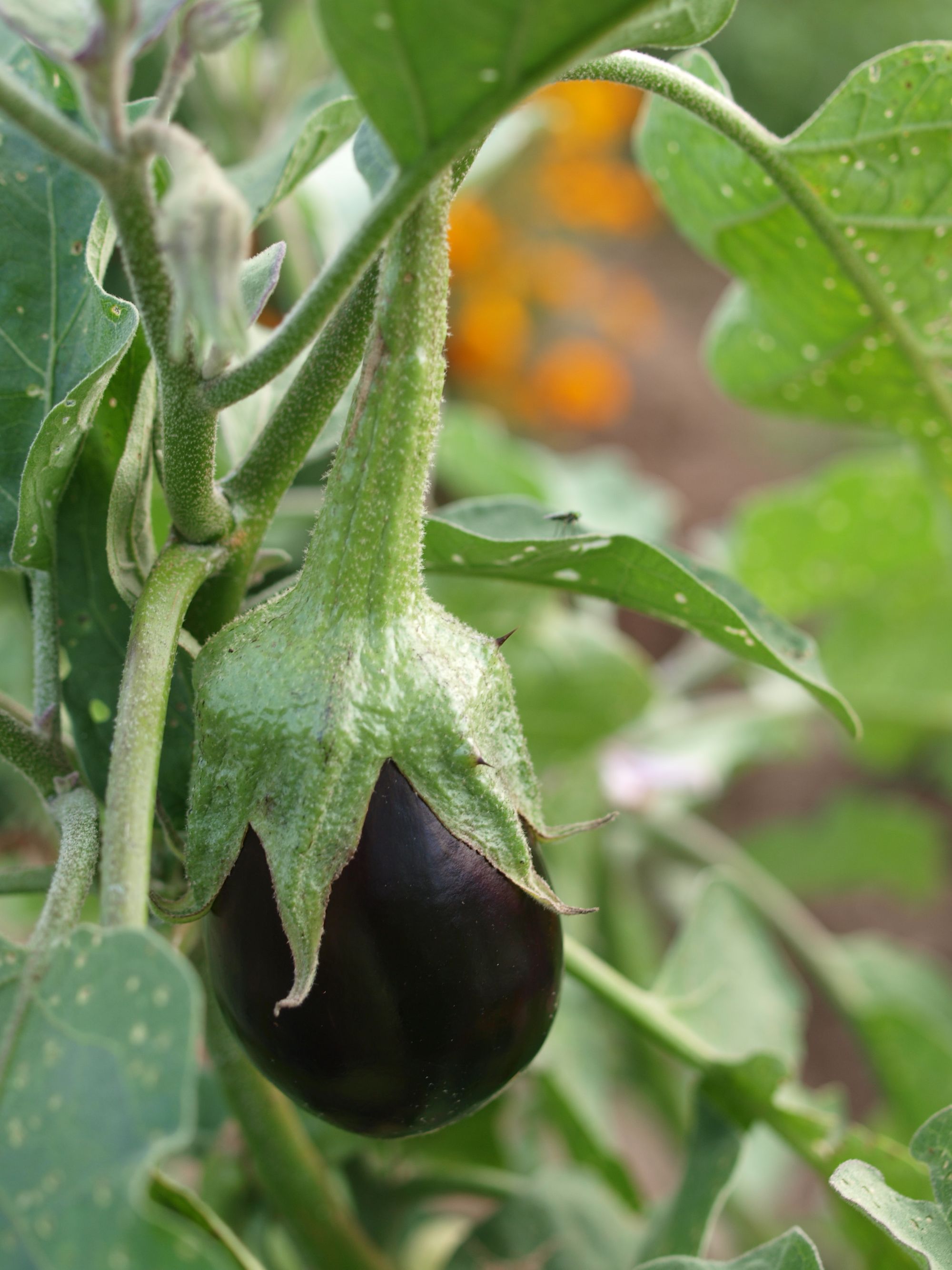 small eggplant growing The Truth About Organic vs Traditional Gardening