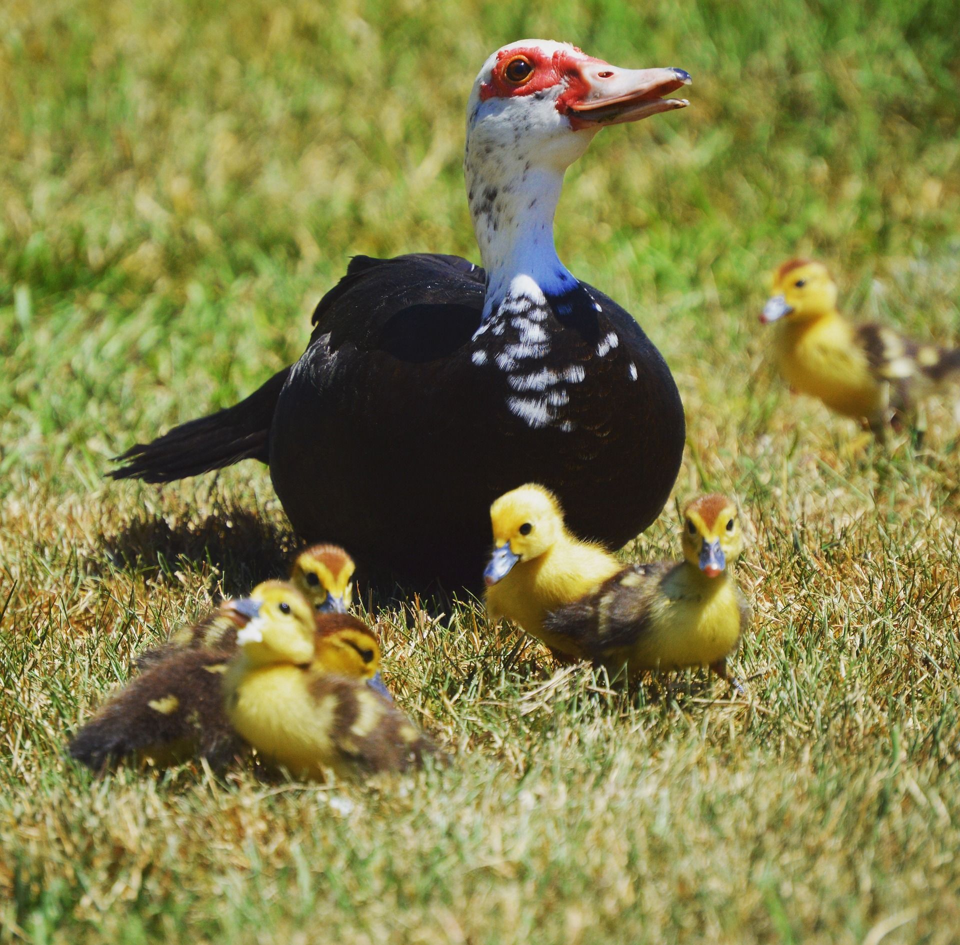 Raising Muscovy Ducks in Your Backyard: Pros and Cons to Consider