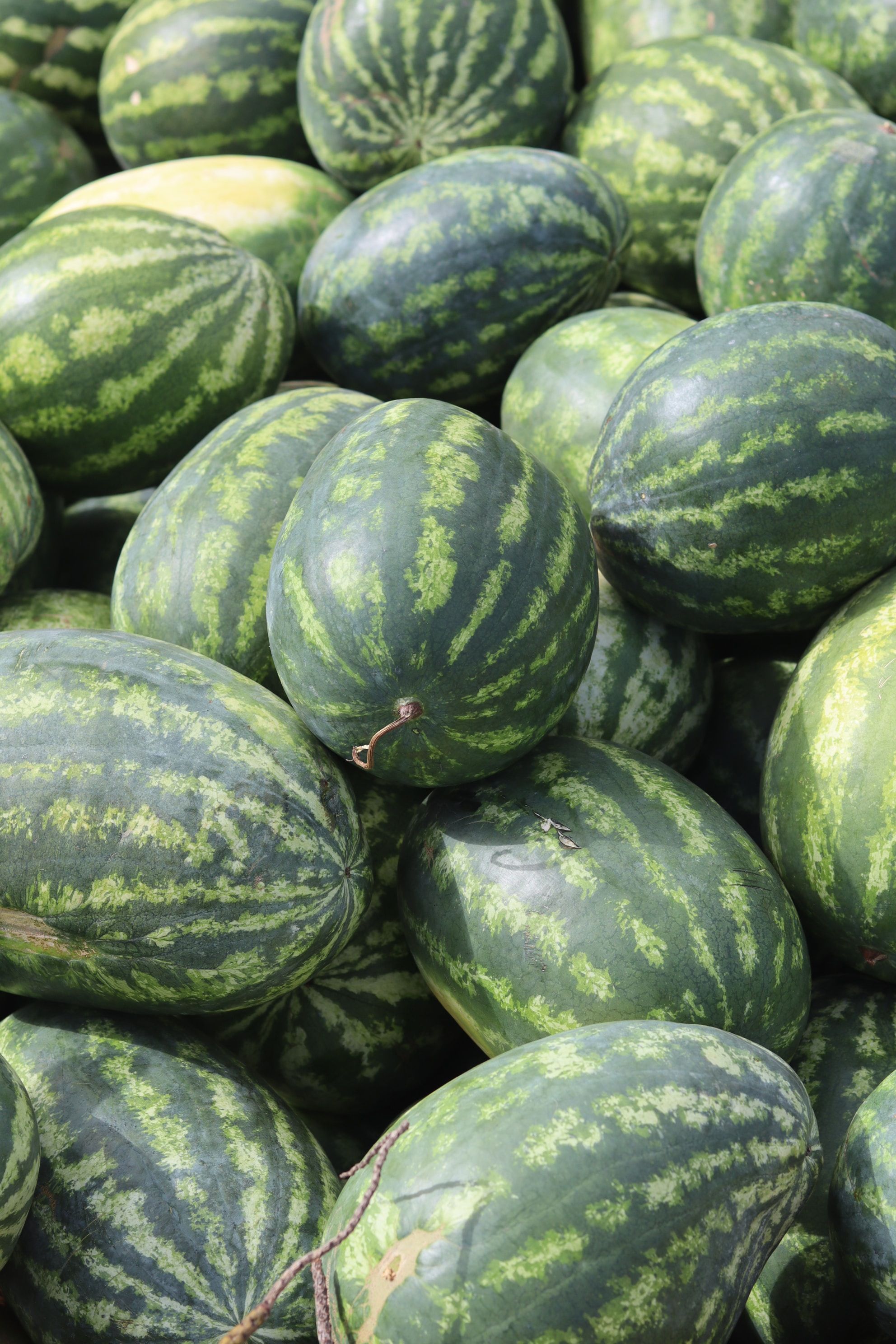 watermelons The Ultimate Guide to Growing Watermelons: Methods, Tips, and Tricks