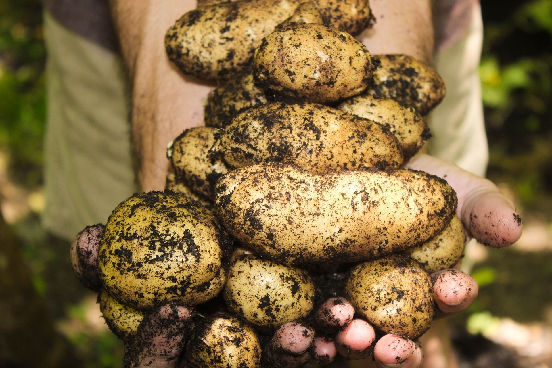 handfuls of potatoes covered in soil