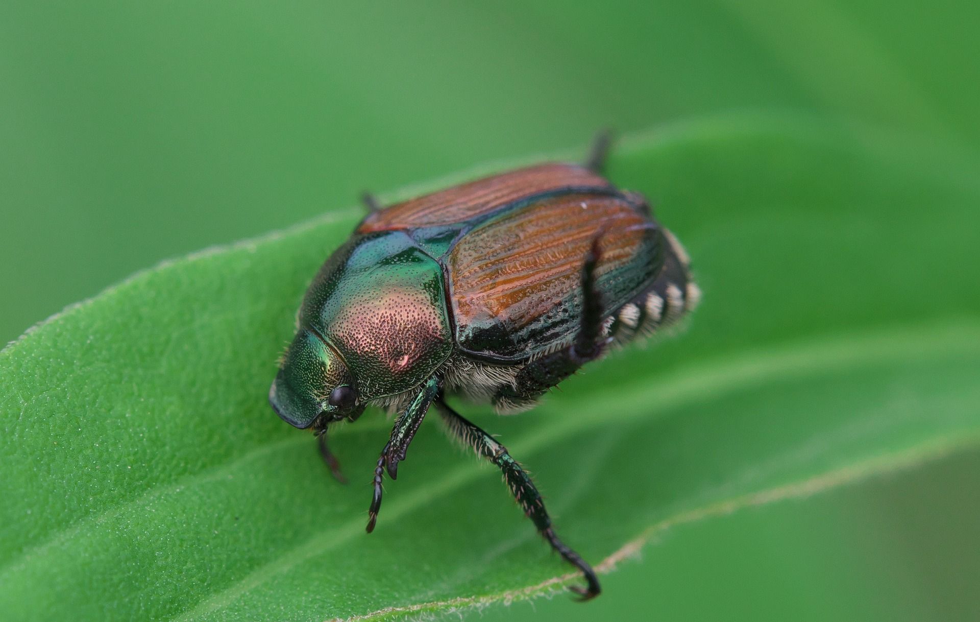 japanese beetle How to Get Rid of Japanese Beetles in Your Garden