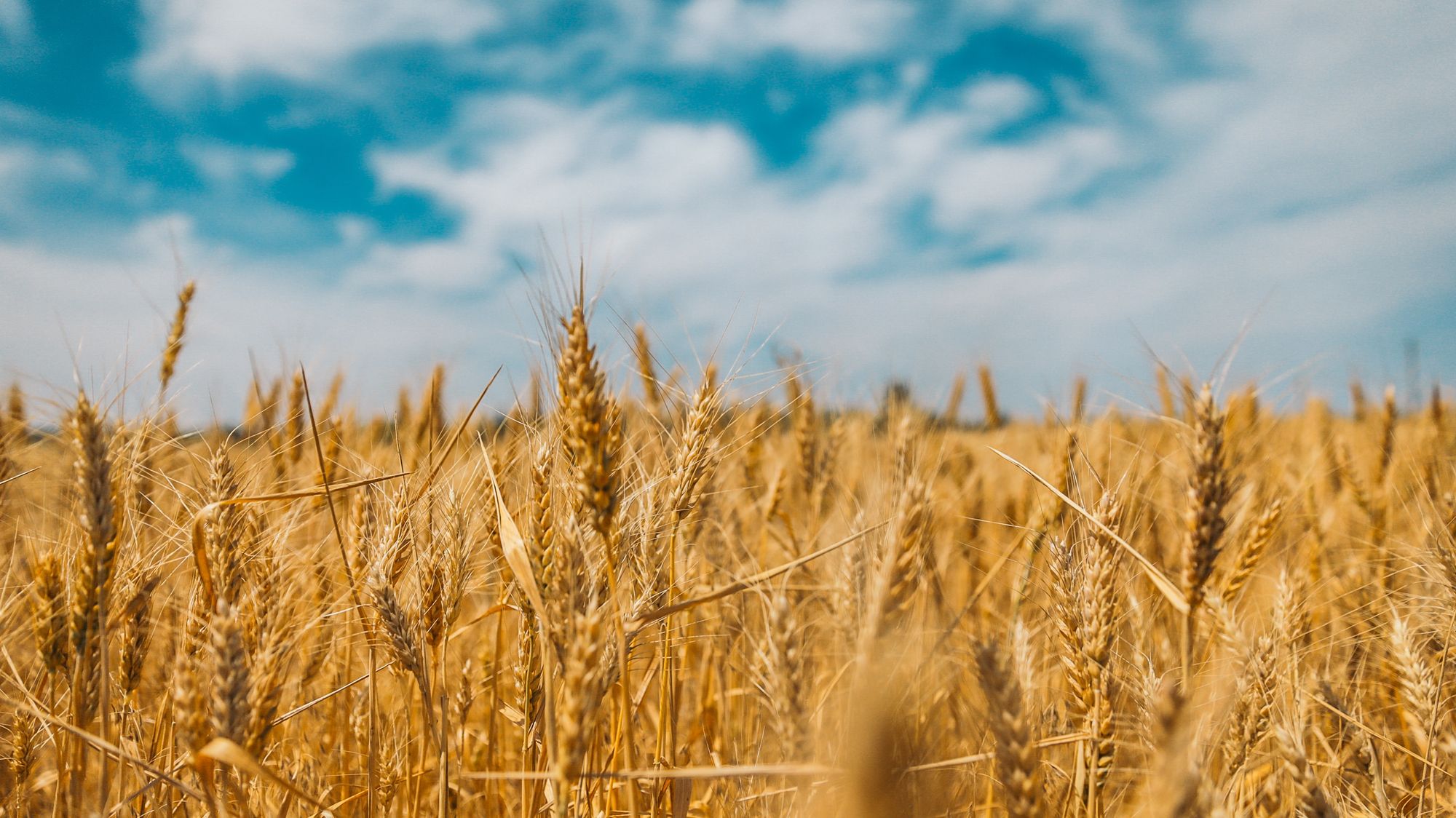 wheat The Complicated History of Wheat Farming