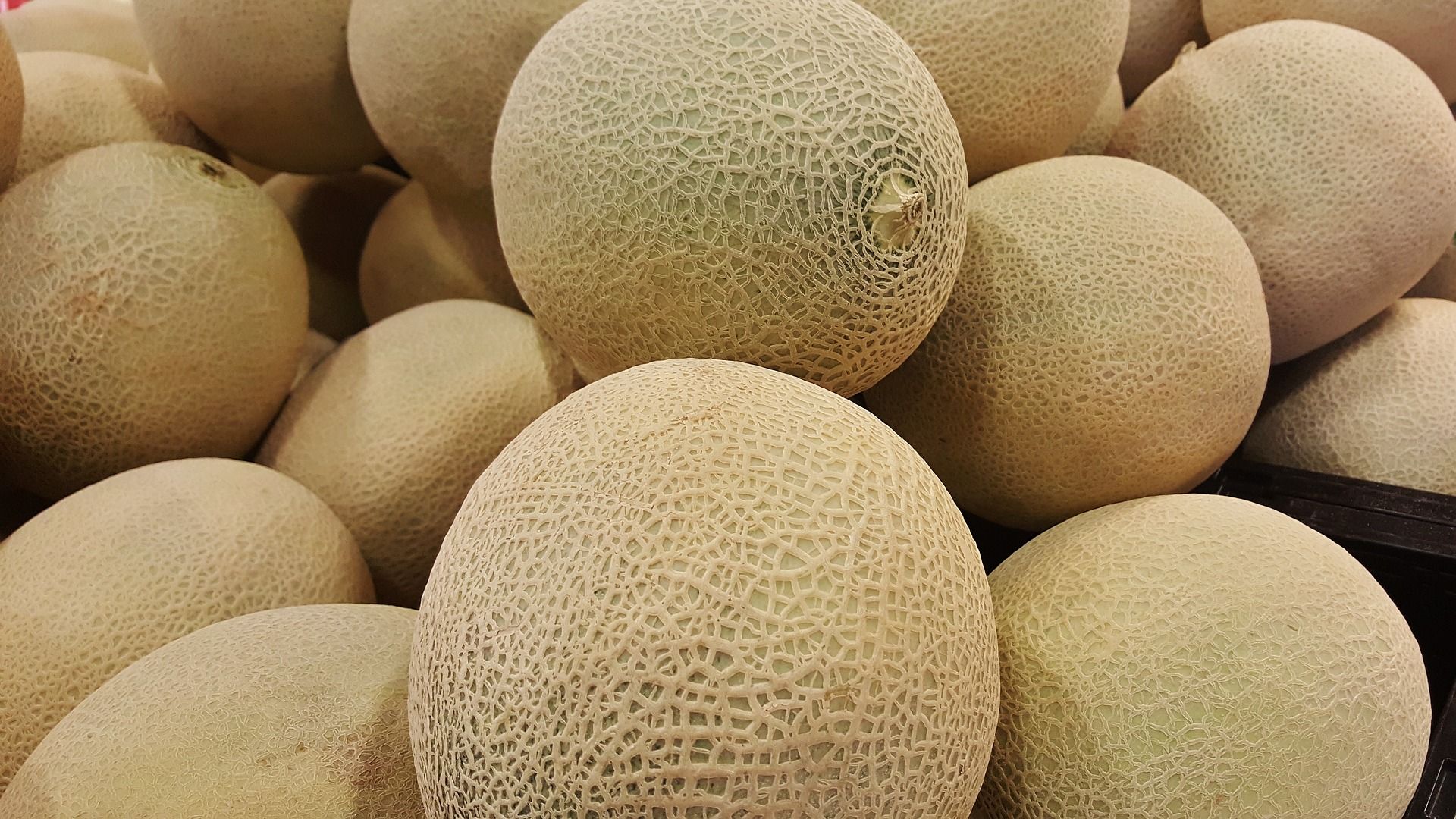 cantaloupes Growing Cantaloupes