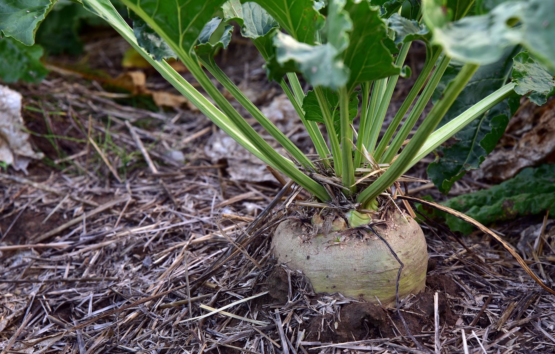 sugar beet in the ground Growing Your Own Sugar: A Guide to Growing and Processing Sugar Beets in Your Backyard