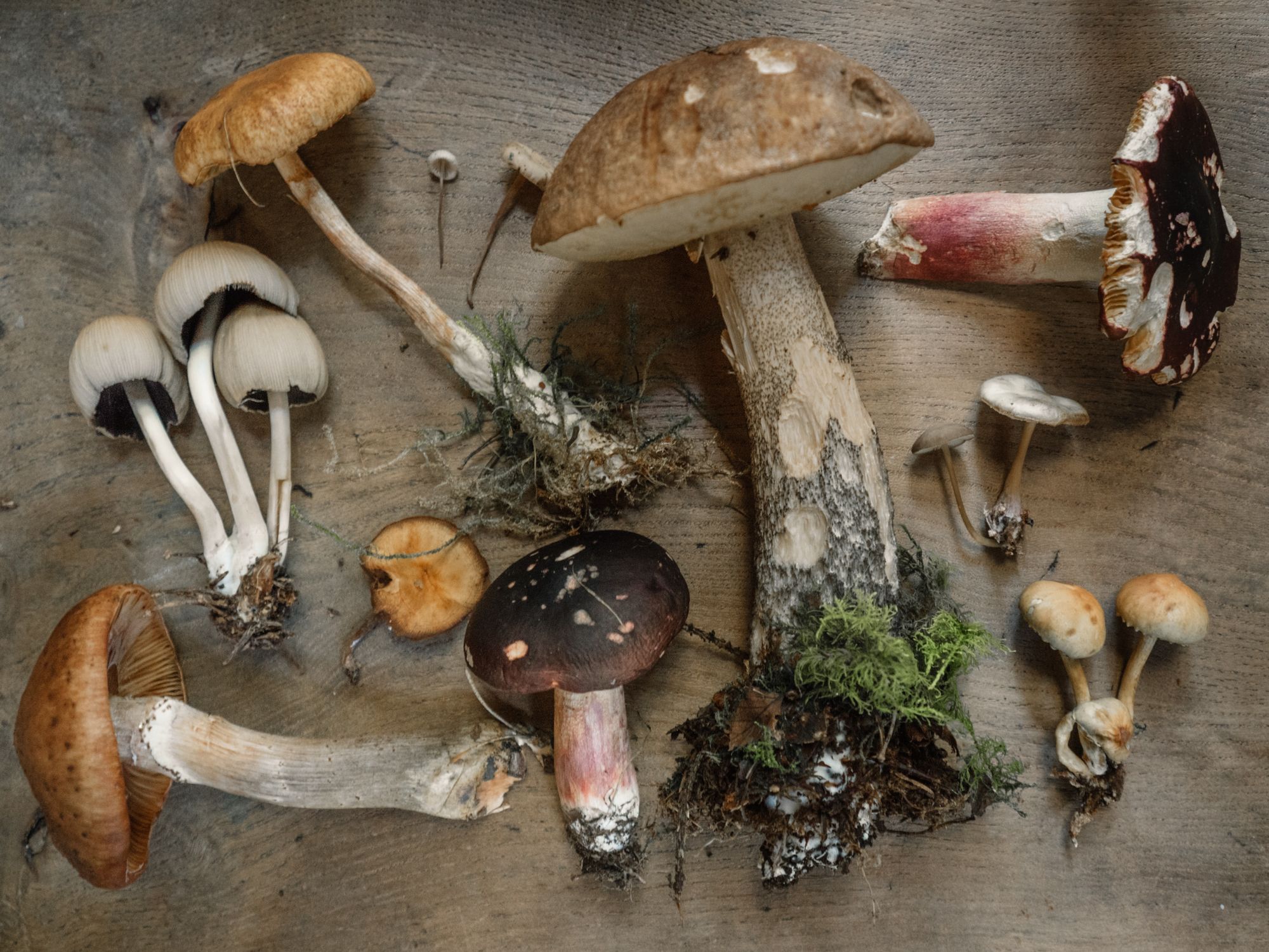 variety of mushrooms on table