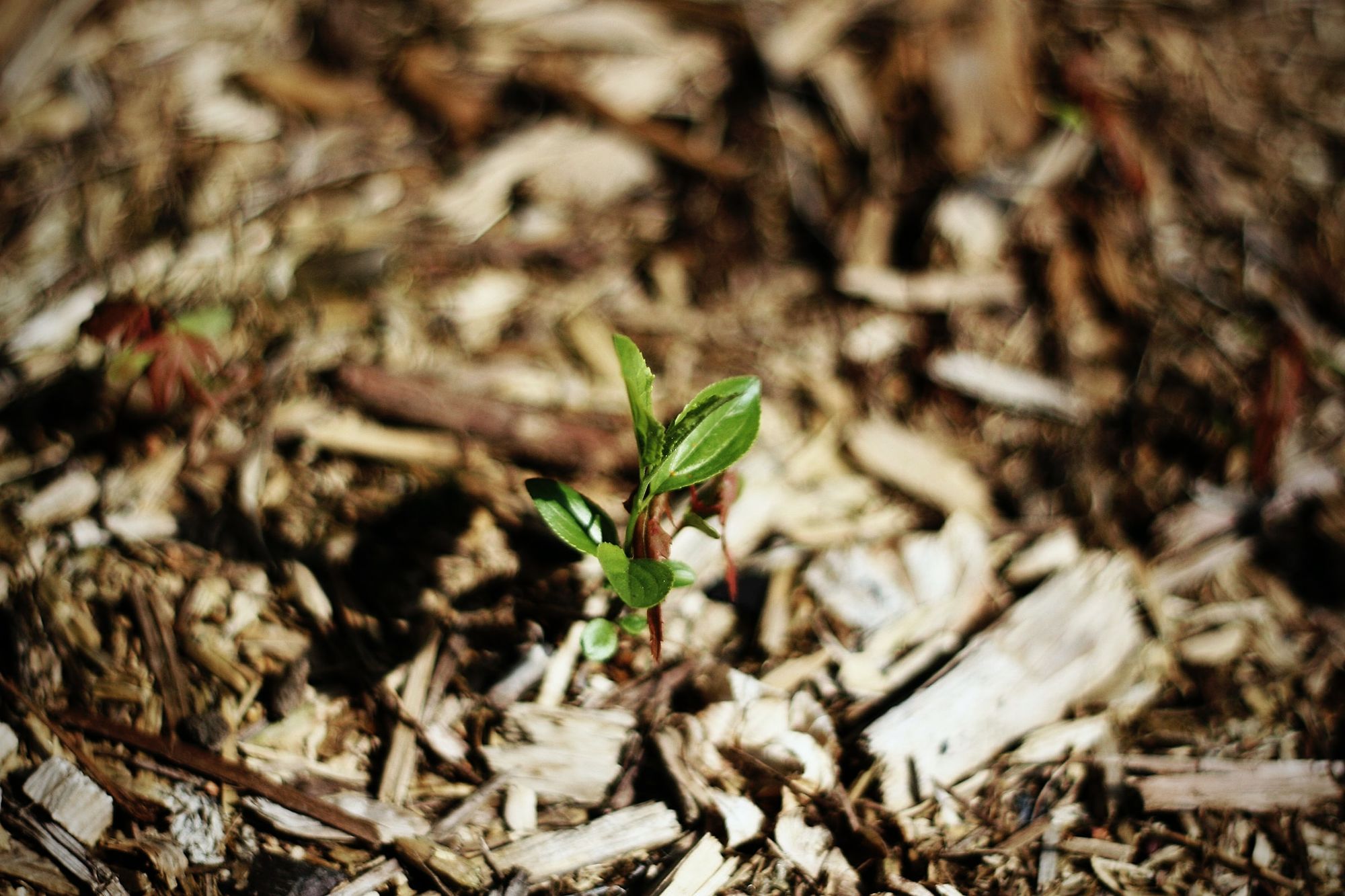 plant seedling surrounded by bark mulch The Benefits of Using Mulch in Your Garden