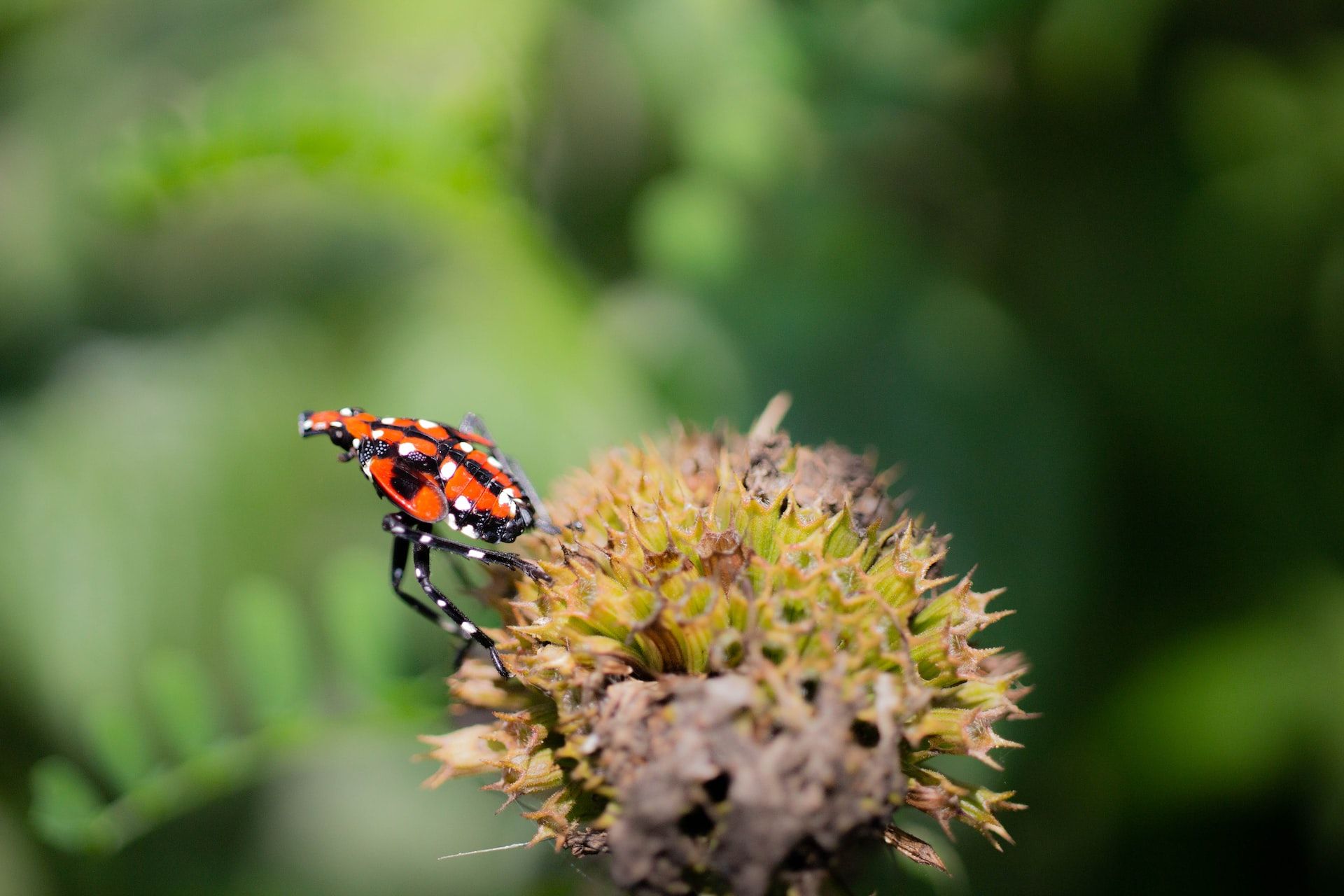 spotted lanternfly leaping from plant The Battle Against Invasive Insects: Strategies for Large and Small-Scale Management