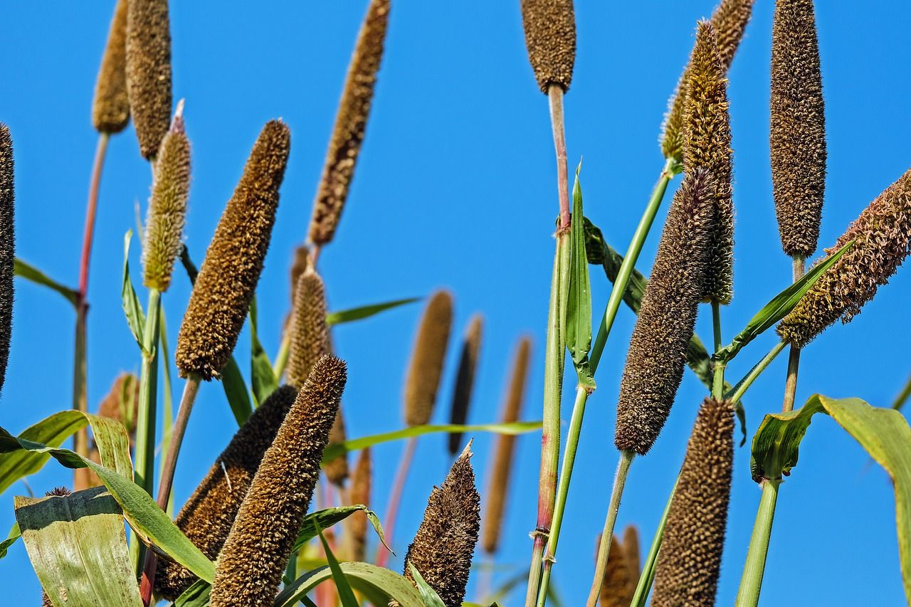 millet plant with sky backdrop