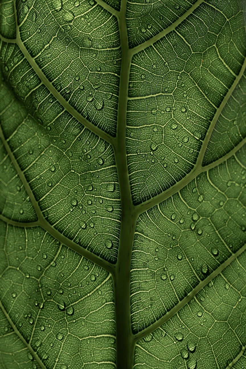 closeup leaf with water droplets 