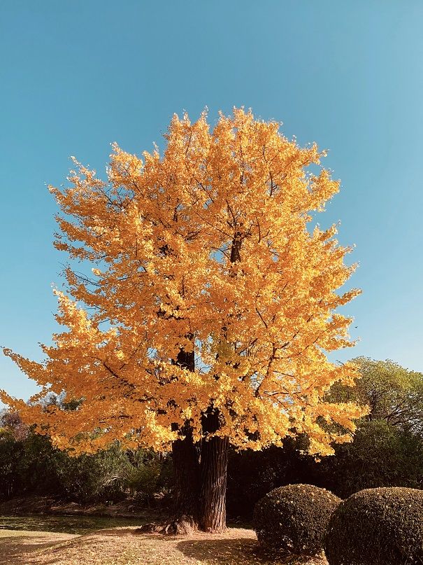 maple tree with yellow leaves