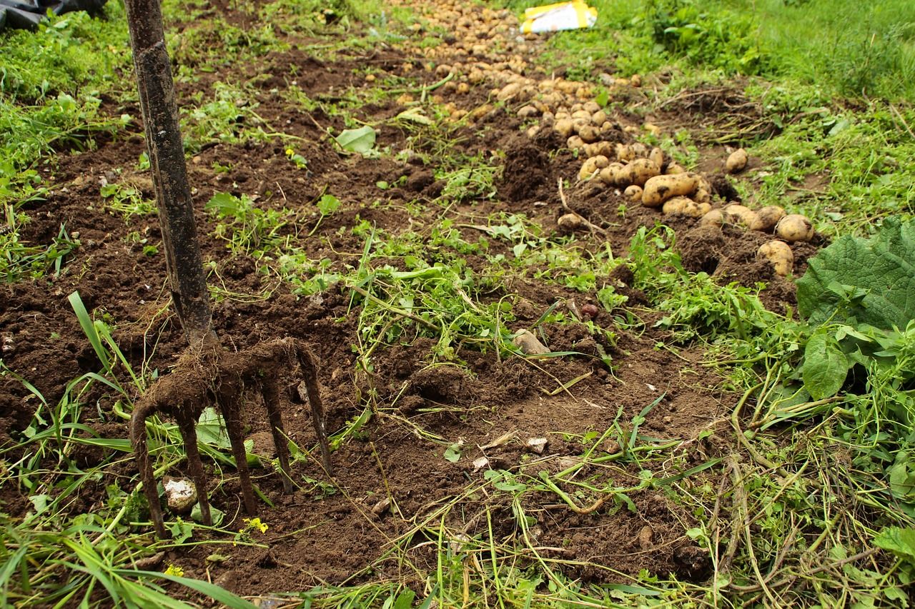 harvesting potatoes with pitchfork