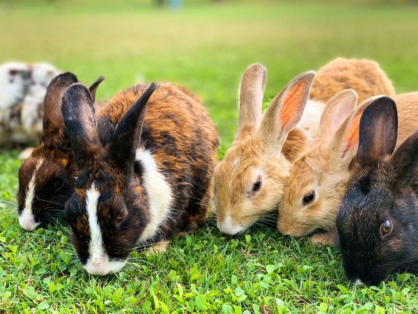 rabbits eating grass Raising Rabbits for Meat